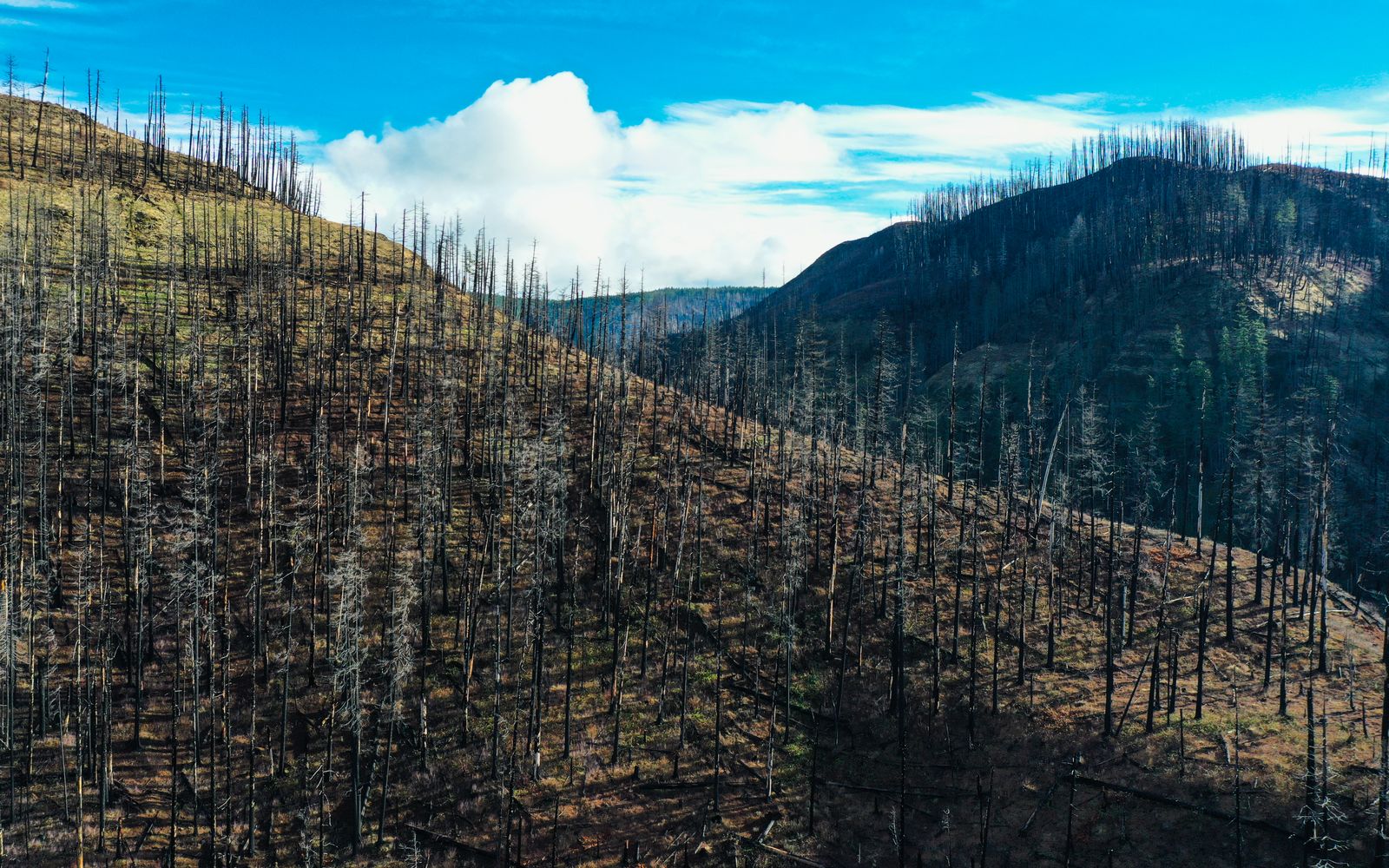 Aerial view of a burned forest on a mountainside near Ripplebrook, Oregon