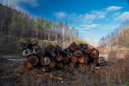 A Pile of Tree Logs Lying in a Mountain Valley