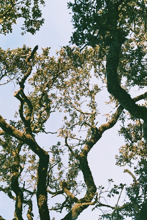 Gratis stockfoto met bladeren, blauwe lucht, bomen