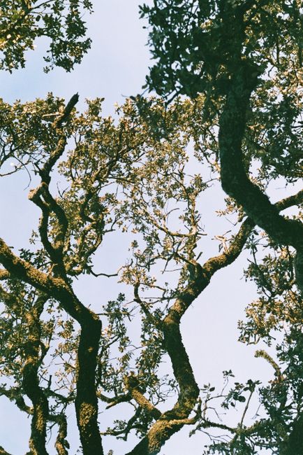 Low angle view of cork trees with sunlight filtering through leaves in a Portuguese park.