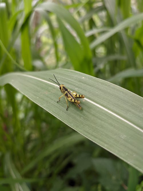 Kostenloses Stock Foto zu brandneu, fauna, flora