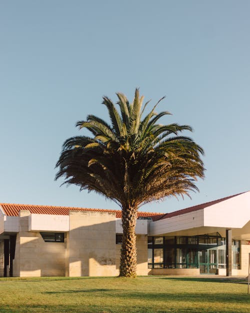 Palm Tree near Building in Tropical Landscape