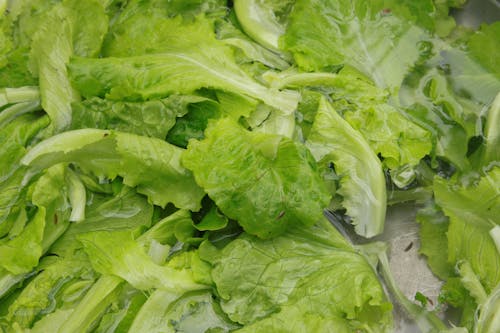 Lettuce in a Garden