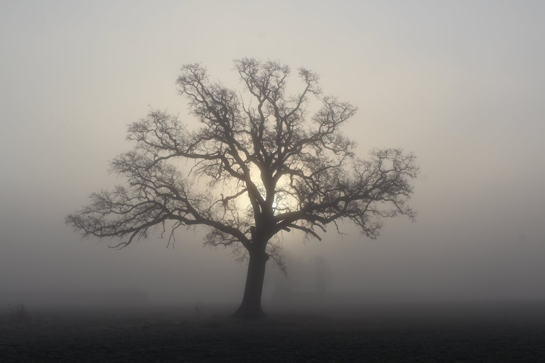 Photo of a Tree amidst Fog at Dawn · Free Stock Photo