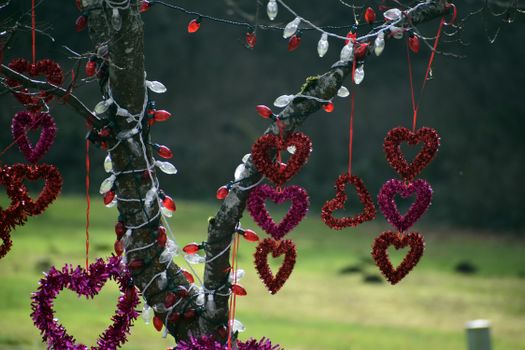 Hearts and Lights Hanging from Tree Branches