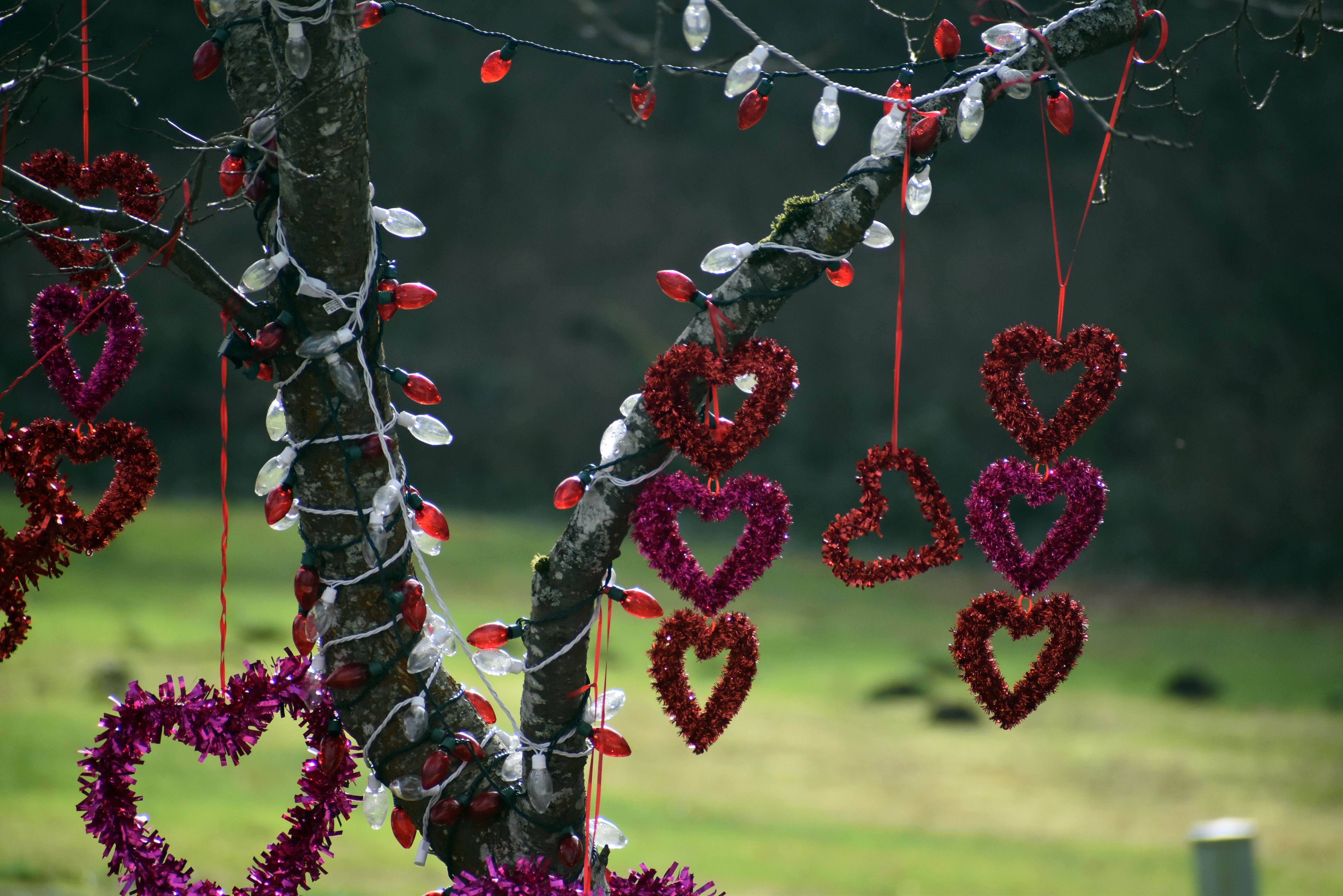 Foto de stock gratuita sobre adornos de corazón, aire libre invernal ...