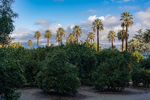 Oranges & Palm trees