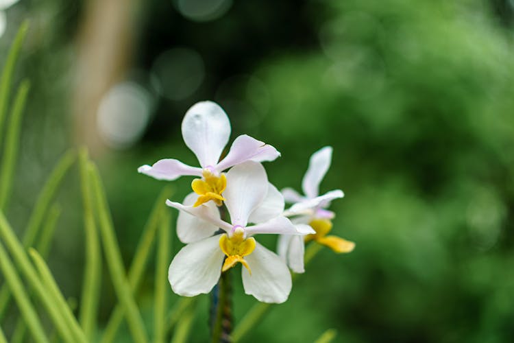 Close-Up Shot Of Orchid Flowers 