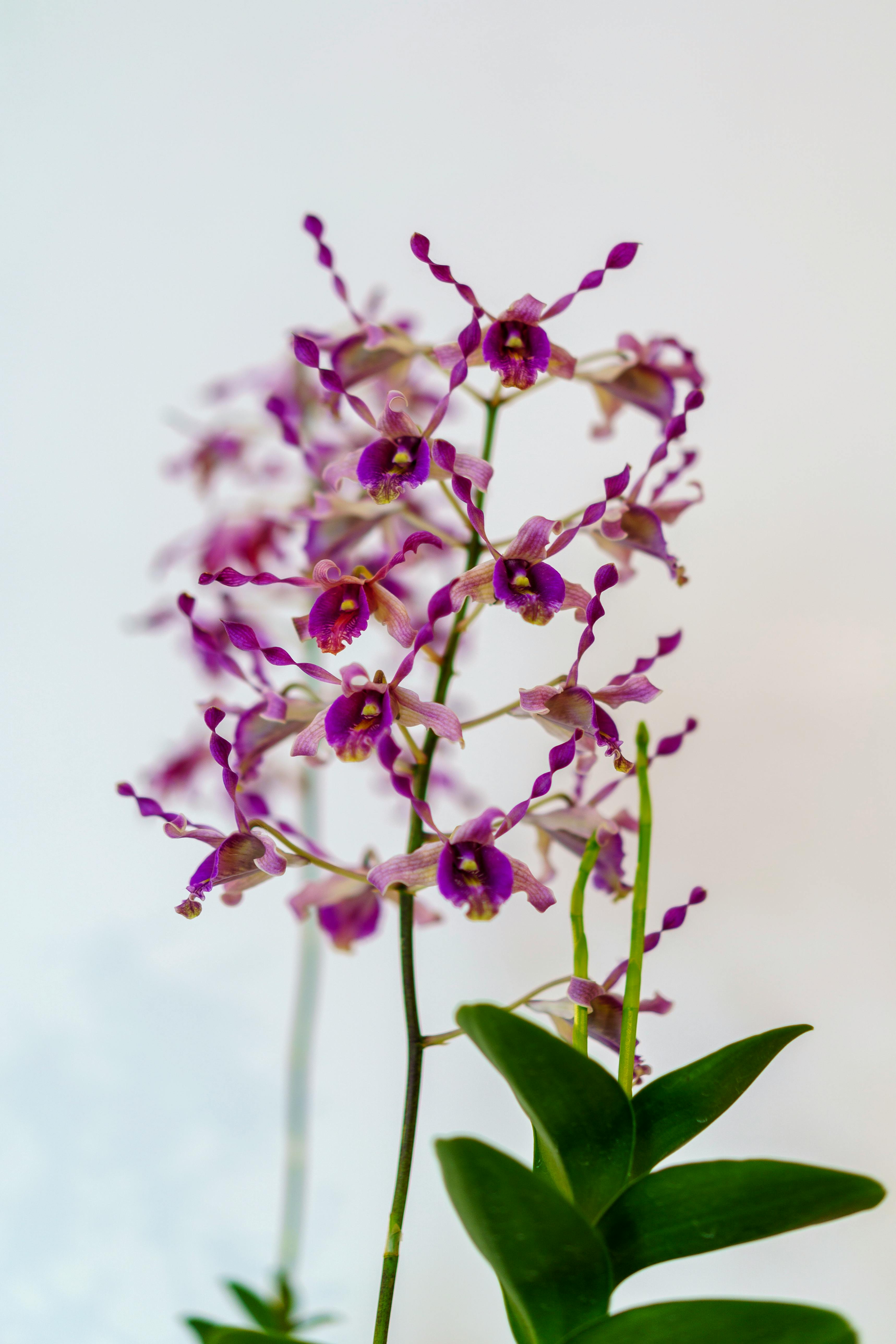 Orchid Flower Growing Indoors · Free Stock Photo