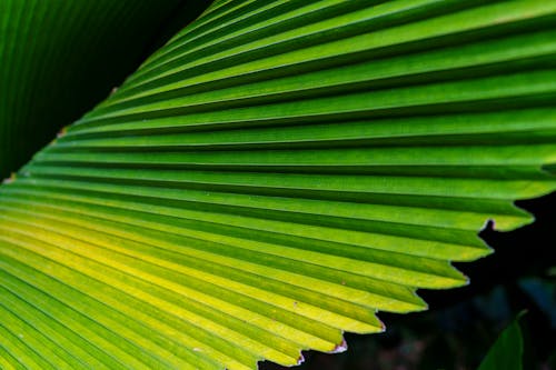 Palm Tree Leaf