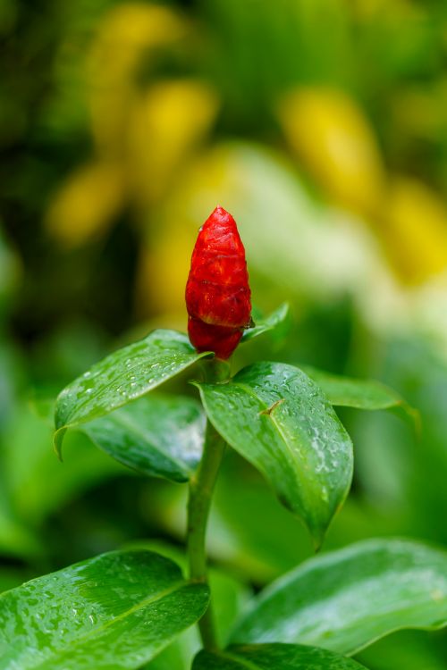 Free Vivid close-up of a red button ginger flower blooming amidst lush greenery, captured with water droplets. Stock Photo