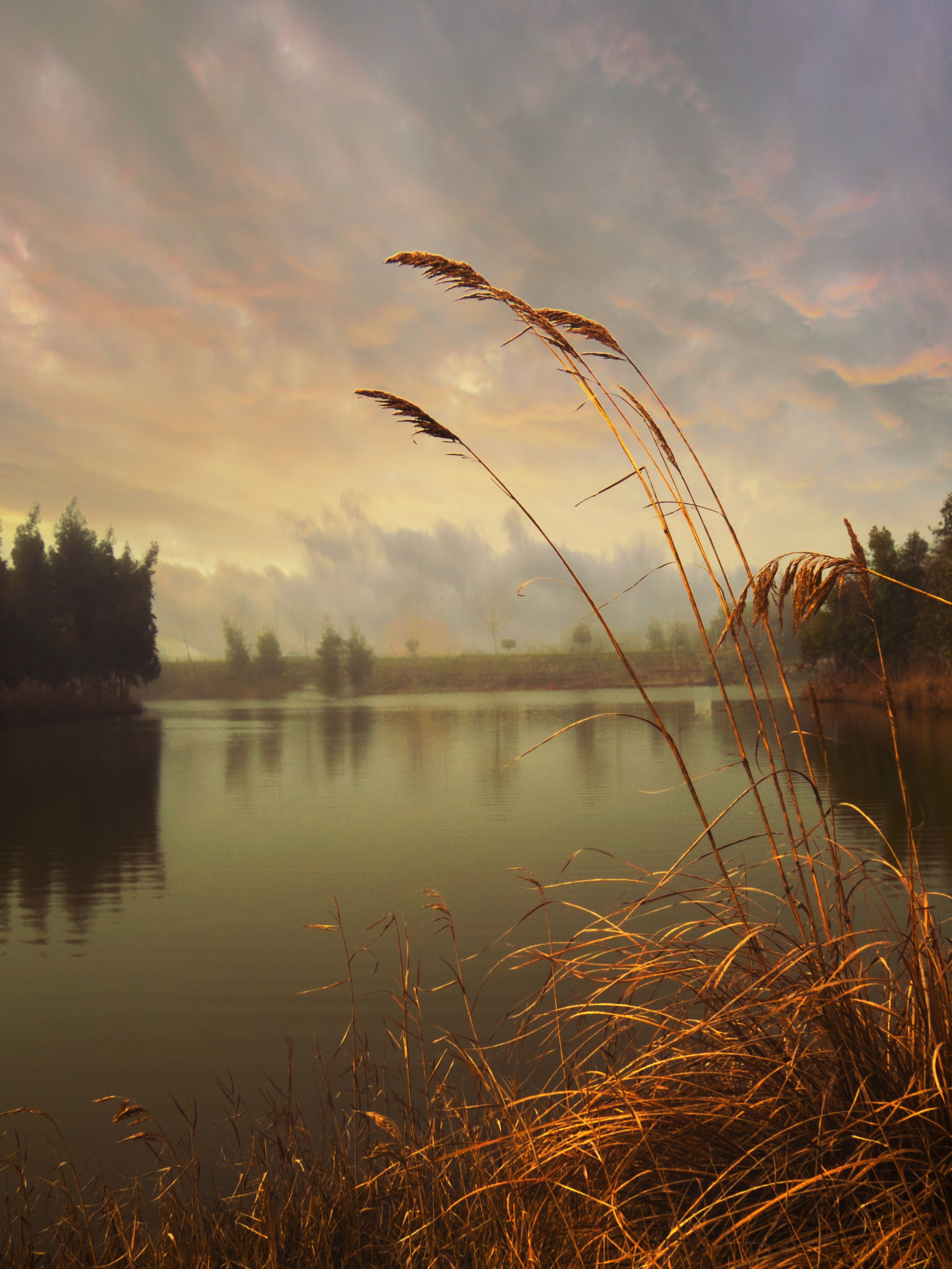 Tall, Thin Rushes on Lakeshore at Sunset · Free Stock Photo