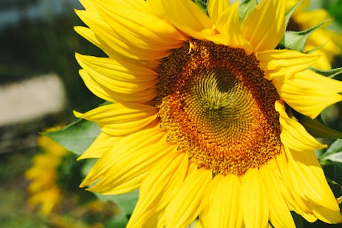 Close Up Photo of Sunflower