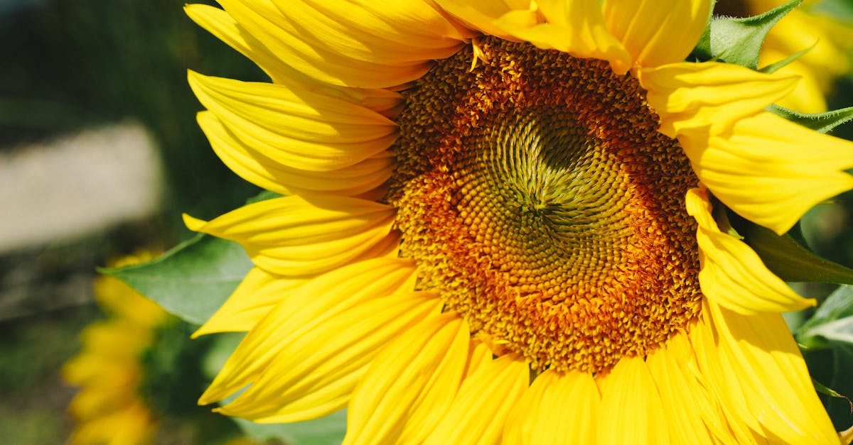 Close Up Photo of Sunflower