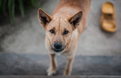 Fotos de stock gratuitas de animal, canino, dingo