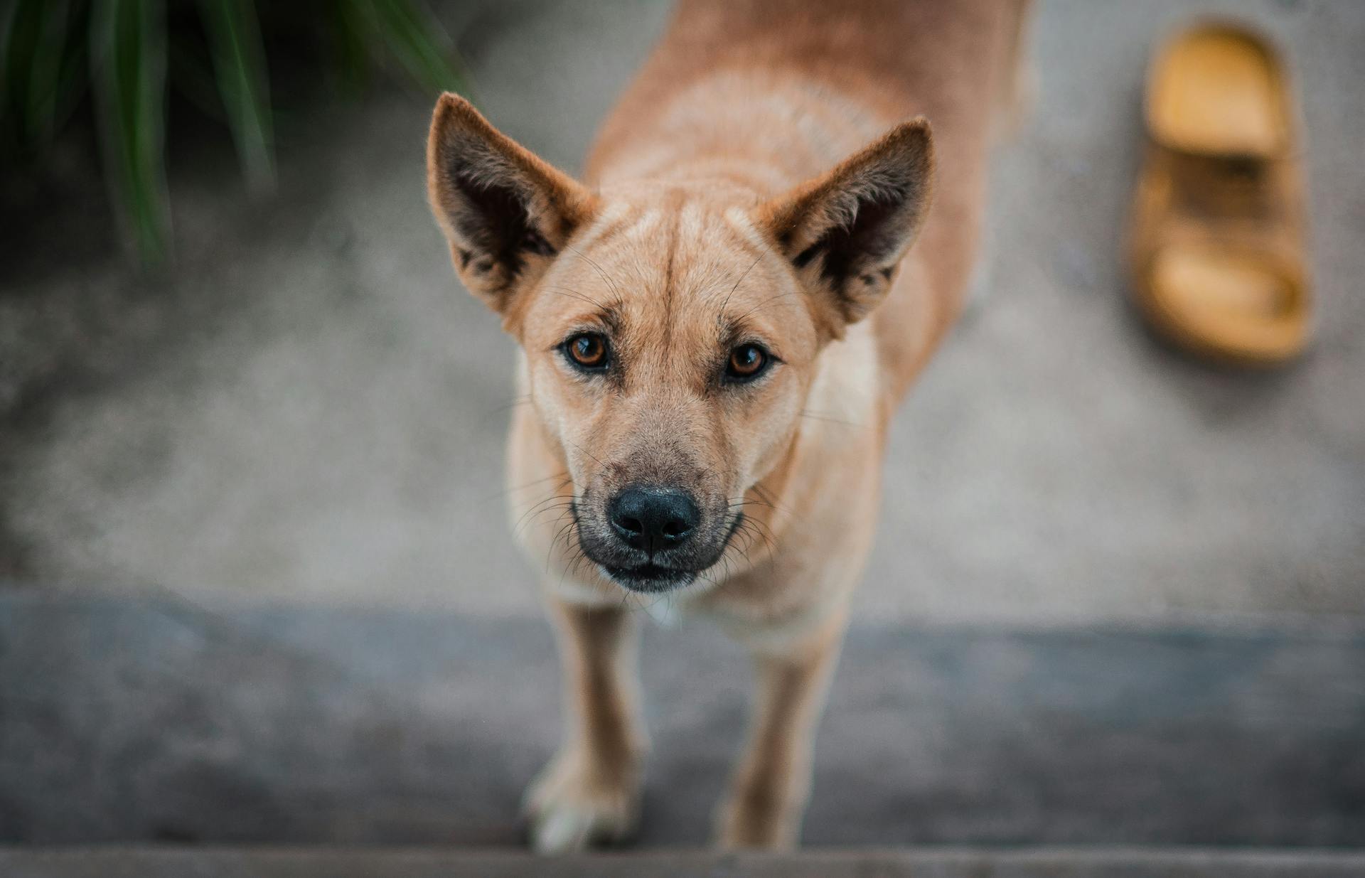 Portret van een hond