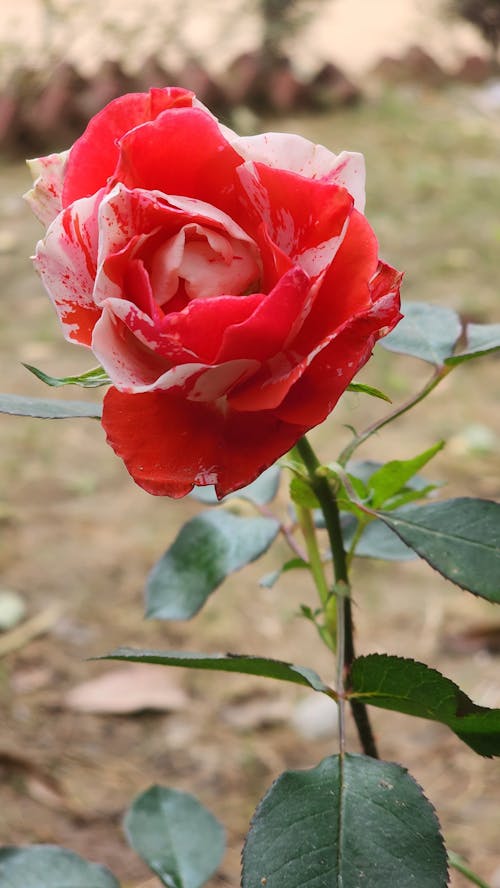 Kırmızı gül, Kırmızı güller içeren Ücretsiz stok fotoğraf