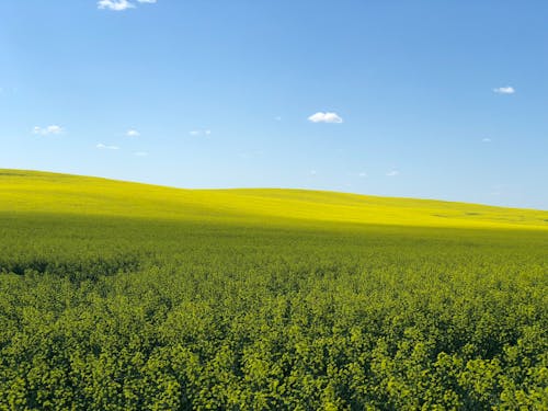 Ingyenes stockfotó ég, mező, mezőgazdaság témában