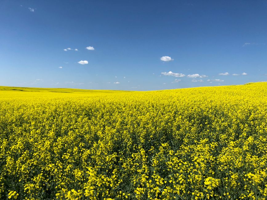 Phone Falls 1.1 Km From a Plane, Lands Undamaged in Saskatchewan Field
