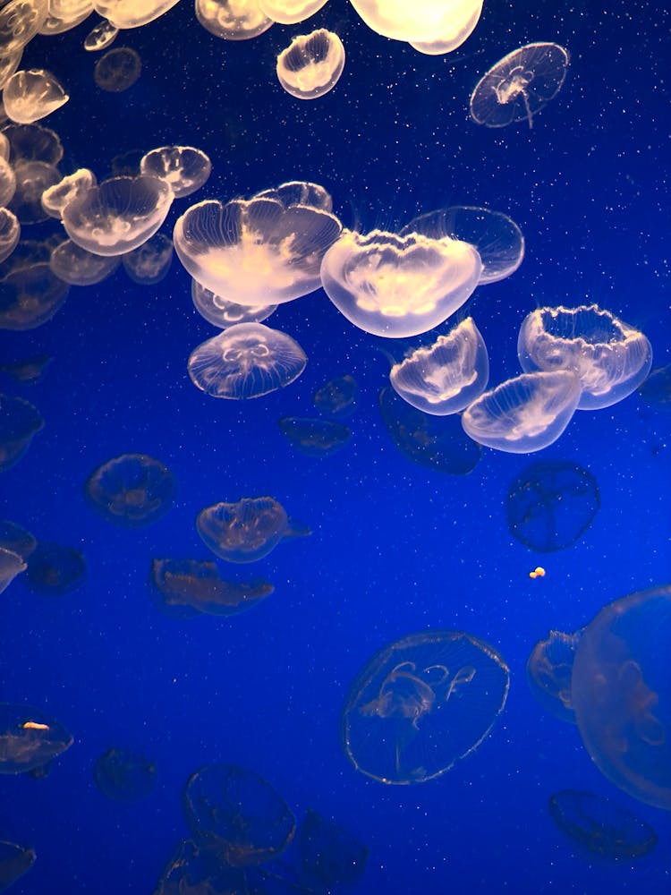 Jelly Fish Swimming Underwater