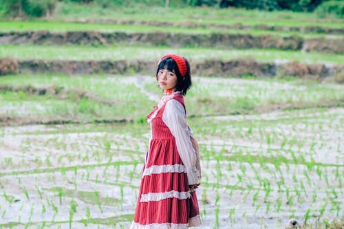 Fotos de stock gratuitas de arroz, bien vestido, campo