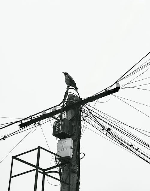 bir başına, karga, kuşlar içeren Ücretsiz stok fotoğraf