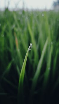 Macro photography of dew drops delicately resting on a green grass blade against a blurred grassy background.