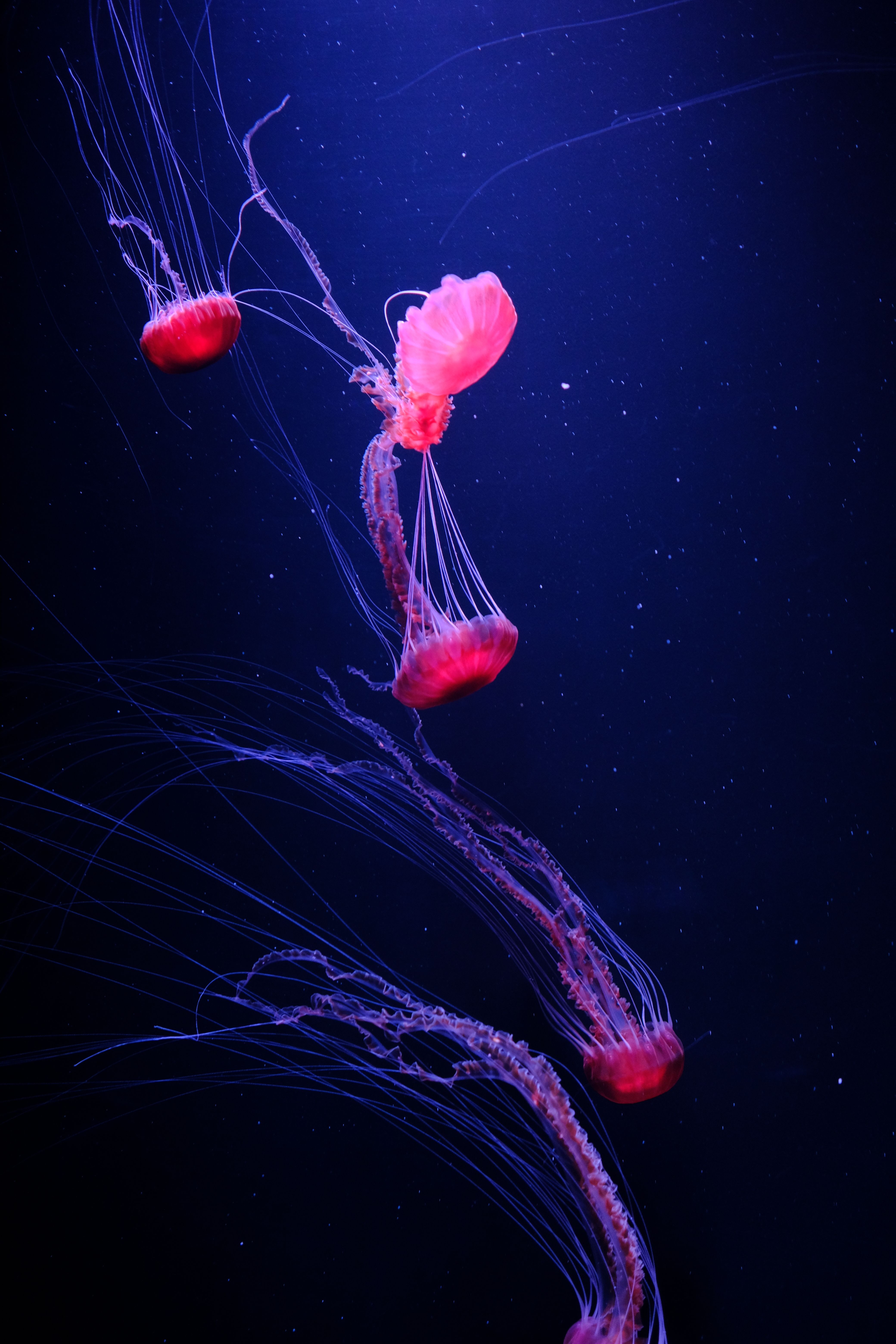 Jellyfish in the Sea · Free Stock Photo