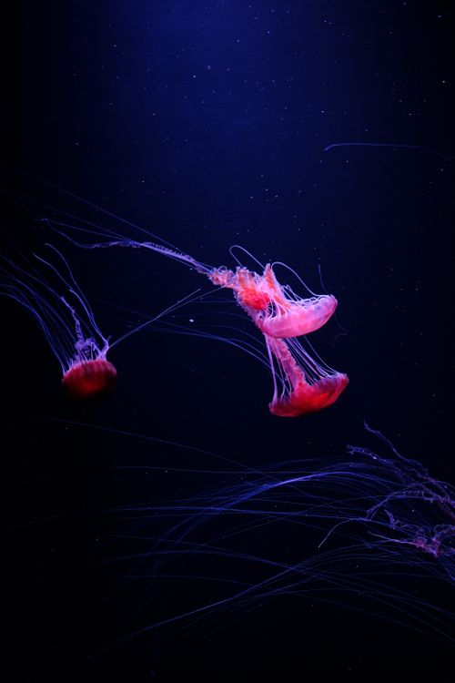 Free Beautiful pink jellyfish floating gracefully in deep blue aquatic surroundings, showcasing underwater marine life. Stock Photo