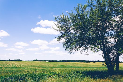 美丽的乡村景观中，一棵孤零零的树矗立在广阔的农田地平线上，映衬着清澈的蓝天