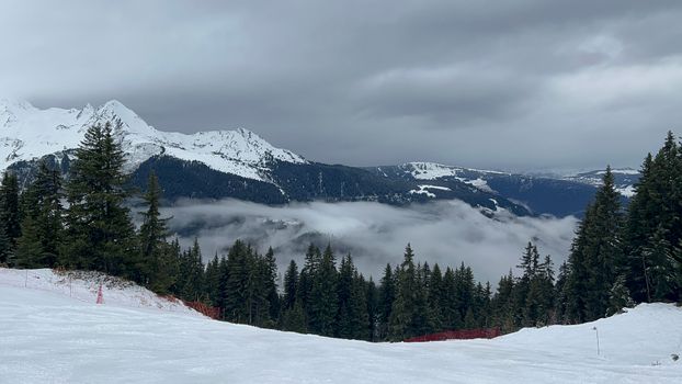 Free stock photo of alpine, cold, conifer