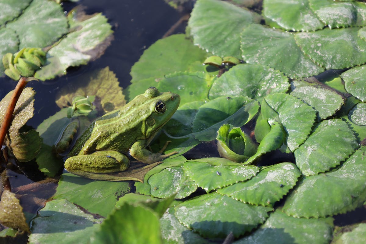 Free stock photo of amphibian, animal, aquatic
