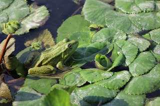 Free stock photo of amphibian, animal, aquatic