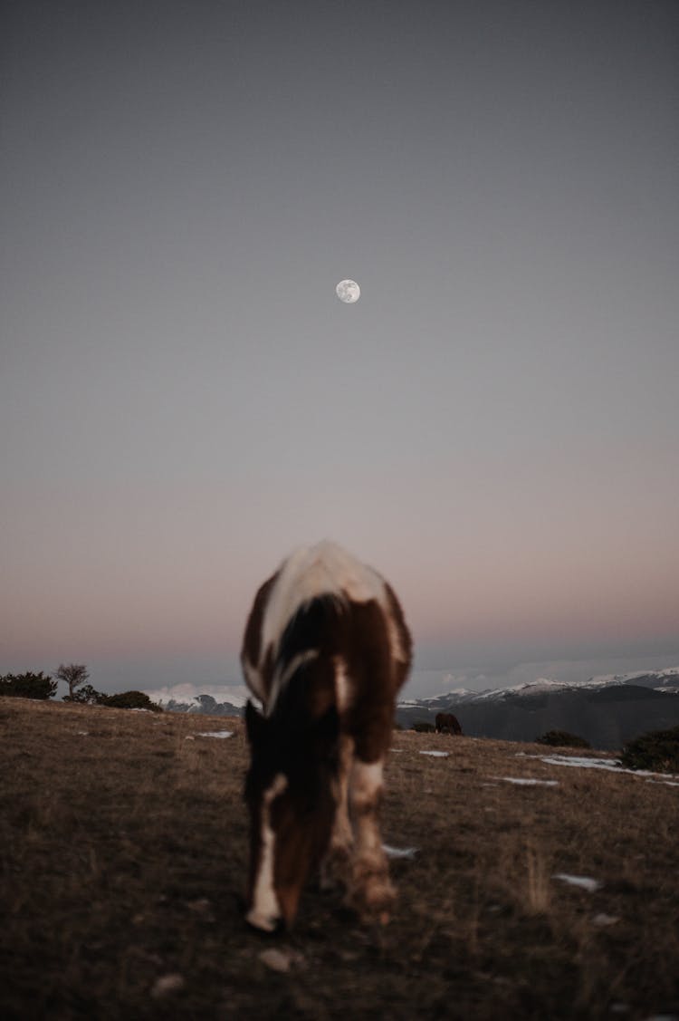 Cow On Pasture Under Moonlit Sky