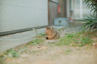 Cat Sitting on Ground in Yard