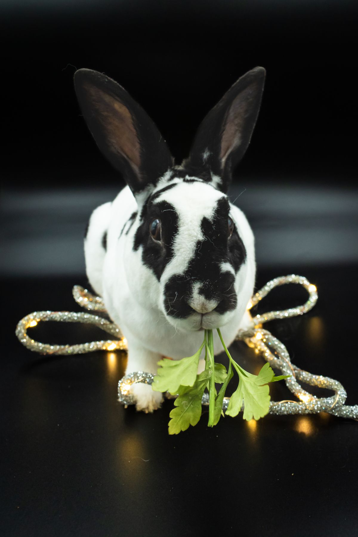 Cute Rabbit with Lights on Black Background · Free Stock Photo