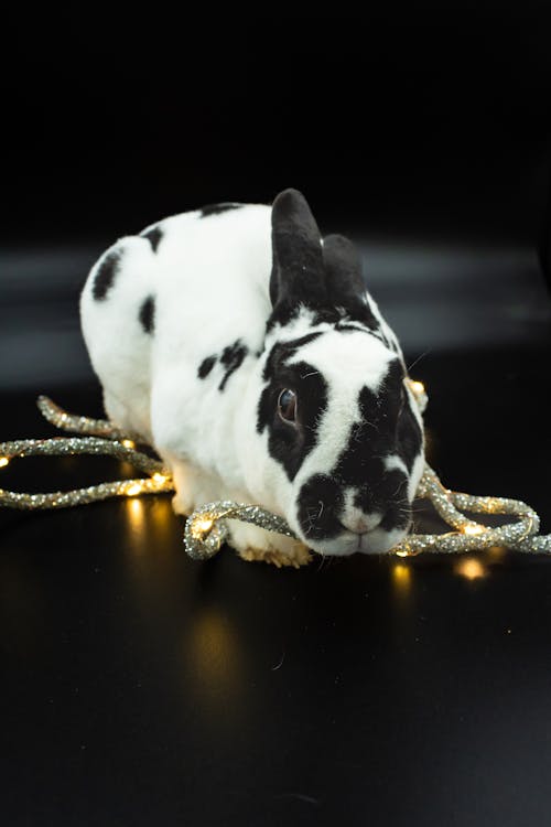 Cute Rabbit with Lights on Black Background
