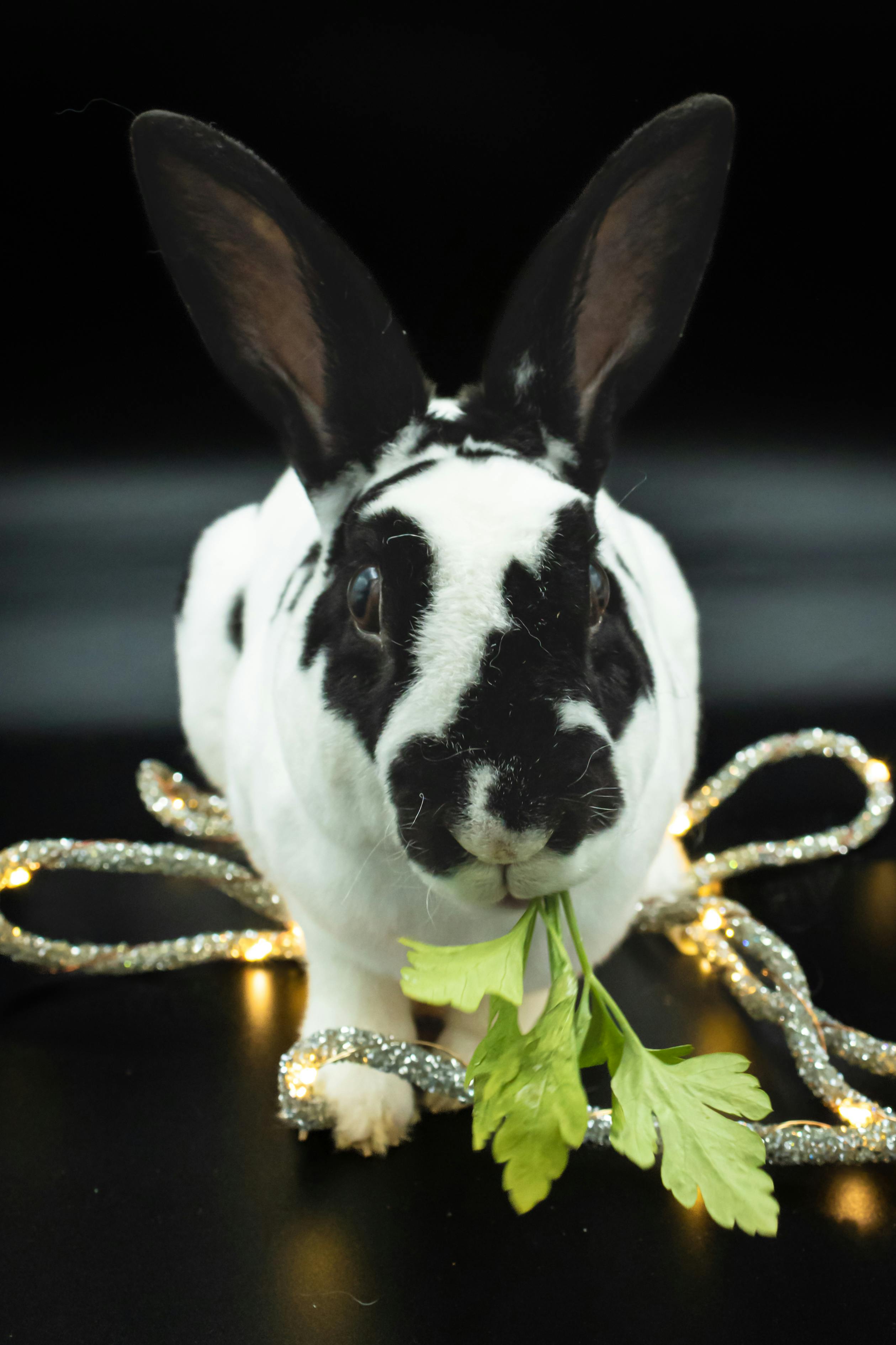 close up of rabbit eating grass