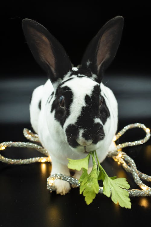 Close-up of Rabbit Eating Grass