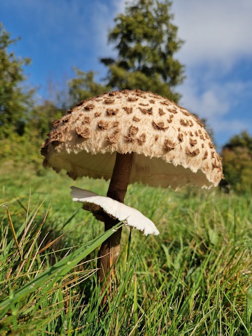 Close-up of Mushroom Growing in Grass