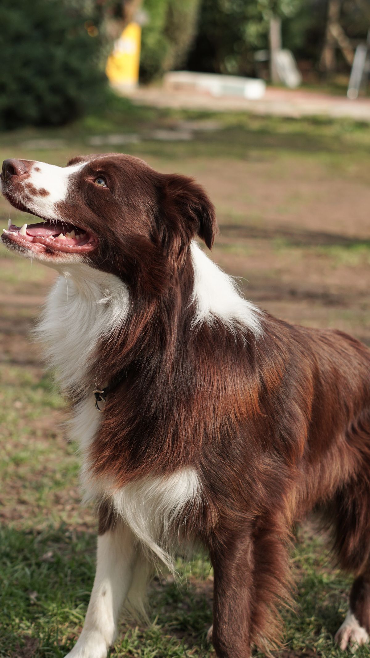 A dog with its tongue out and its paws on the ground · Free Stock Photo