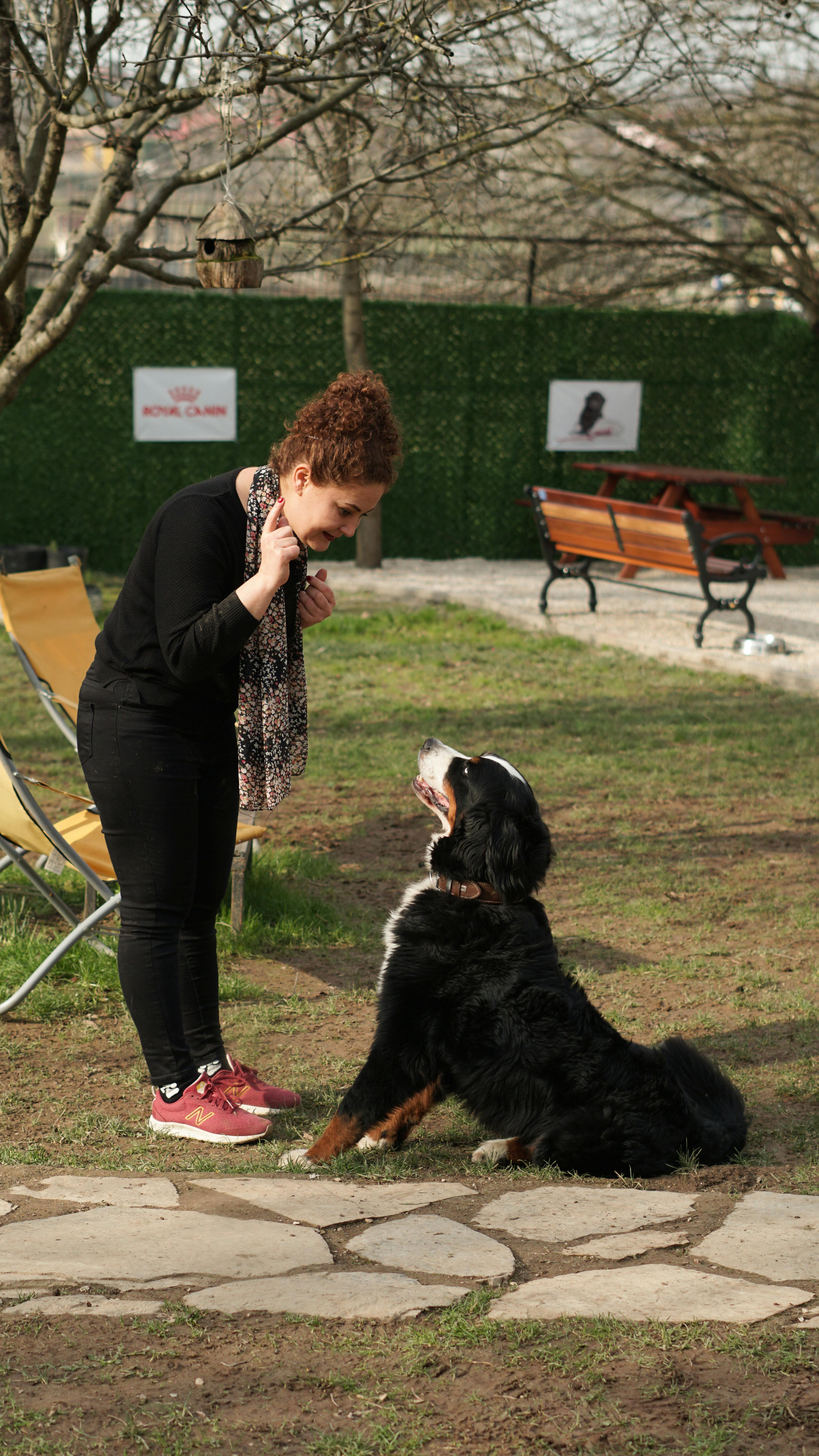 A woman trains her Bernese Mountain Dog in an Istanbul park, showcasing friendship and pet interaction.