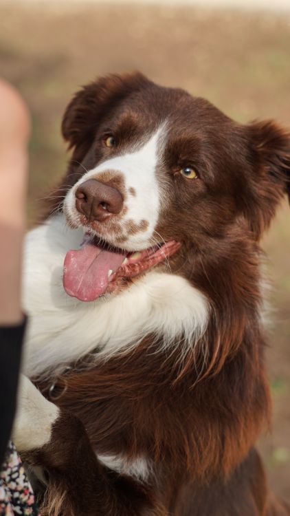 A dog with its tongue out and its paws on the ground · Free Stock Photo