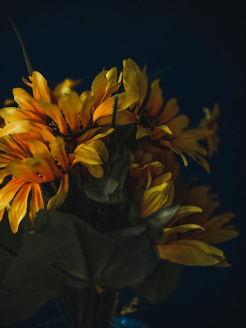 Close-up of Yellow Flowers on Black Background