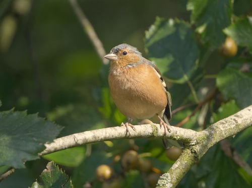 Free A Chaffinch (Fringilla coelebs) perched on a branch surrounded by lush green foliage. Stock Photo