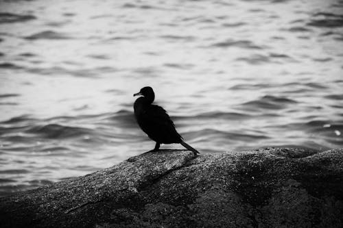 Foto profissional grátis de ave, cormorão, fechar-se