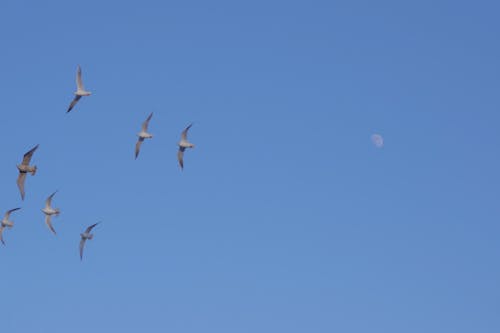 martılar, Mavi gökyüzü içeren Ücretsiz stok fotoğraf