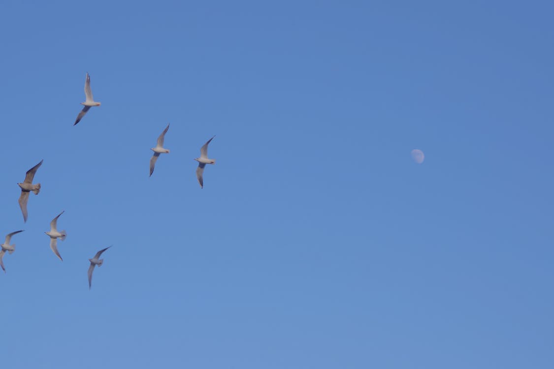 カモメ, 青空の無料の写真素材