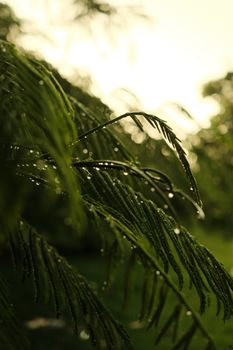 Macro view of wet leaves with raindrops at dawn, highlighting nature's beauty.