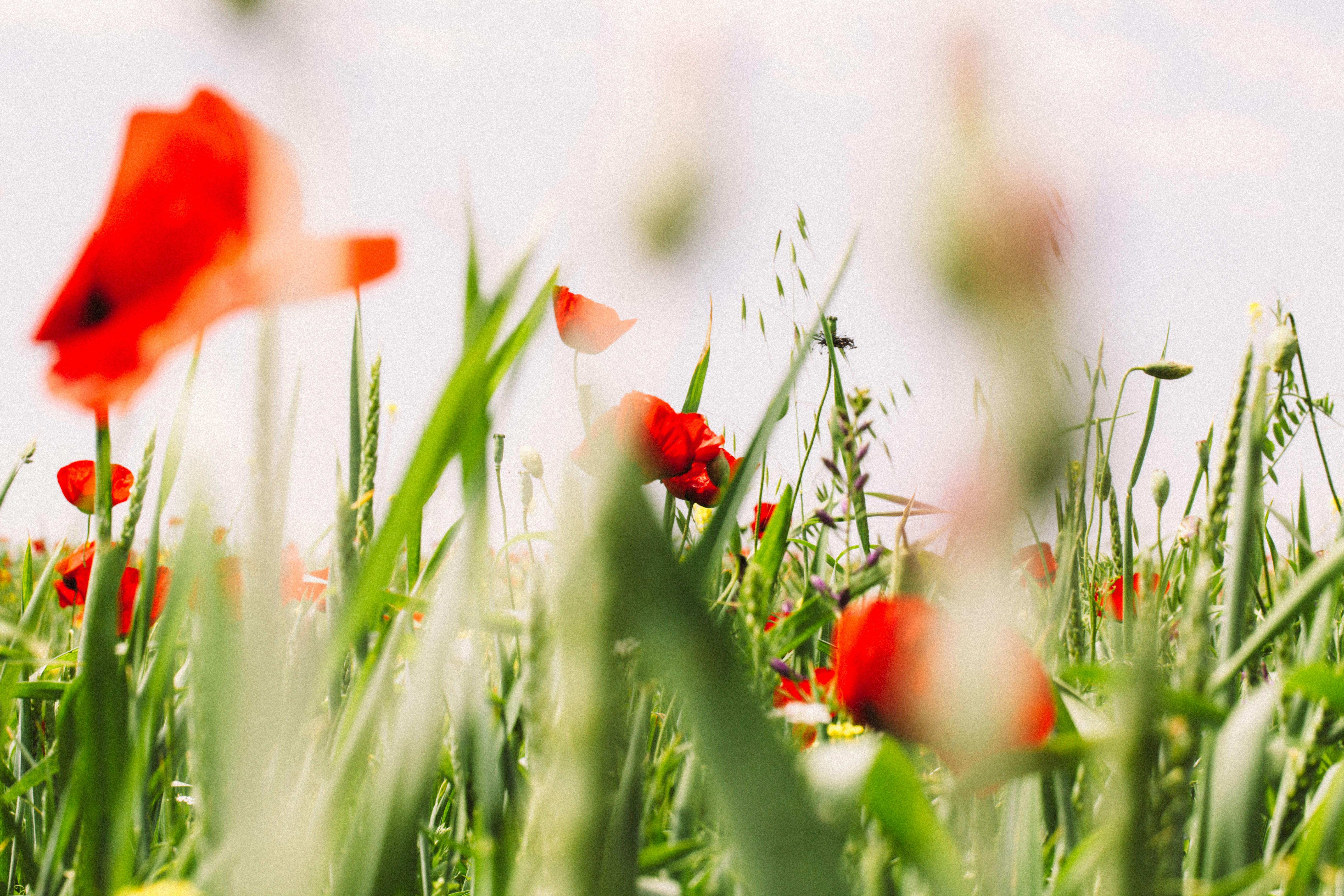 Red poppies bloom vibrantly in a sunny meadow, capturing the essence of spring.